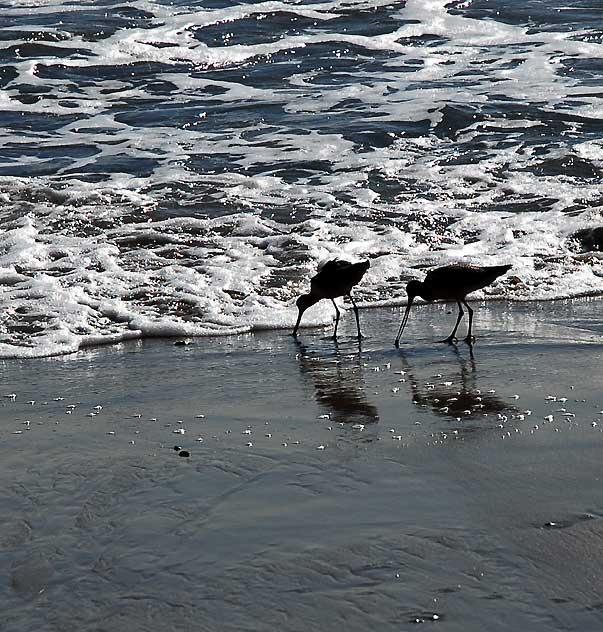 Bird Study, Pacific Coast Highway at Coastline Drive, Malibu, Thursday, January 20, 2011