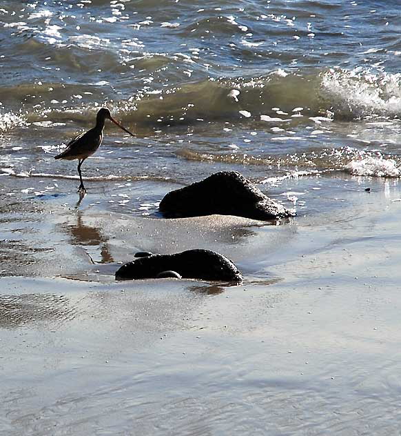 Bird Study, Pacific Coast Highway at Coastline Drive, Malibu, Thursday, January 20, 2011