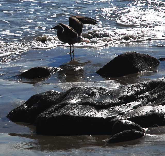 Bird Study, Pacific Coast Highway at Coastline Drive, Malibu, Thursday, January 20, 2011