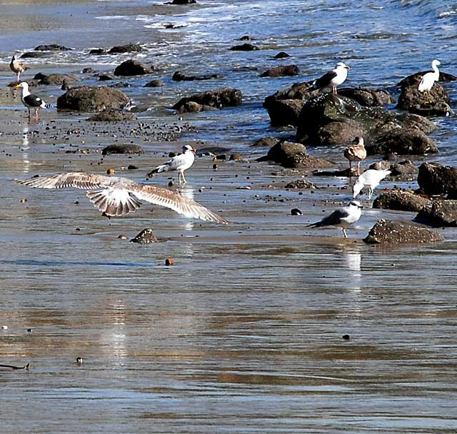 Bird Study, Pacific Coast Highway at Coastline Drive, Malibu, Thursday, January 20, 2011