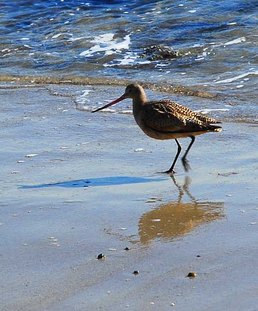 Bird Study, Pacific Coast Highway at Coastline Drive, Malibu, Thursday, January 20, 2011