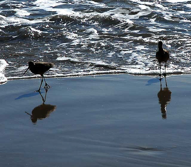 Bird Study, Pacific Coast Highway at Coastline Drive, Malibu, Thursday, January 20, 2011