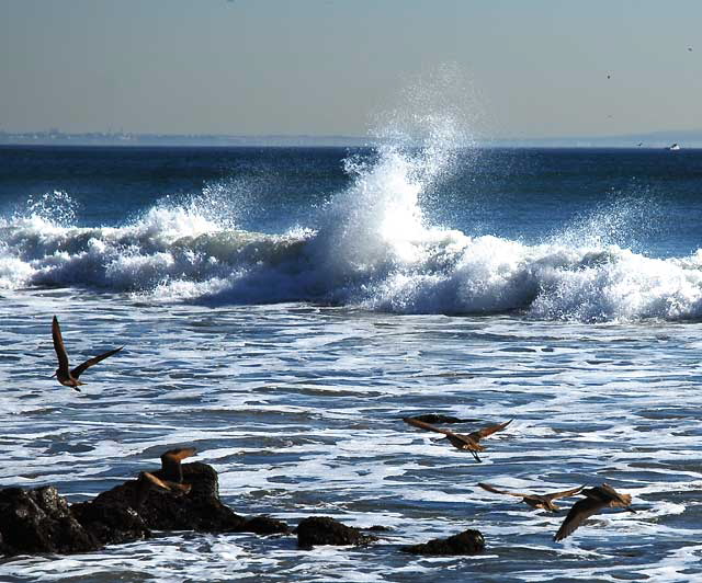 Bird Study, Pacific Coast Highway at Coastline Drive, Malibu, Thursday, January 20, 2011