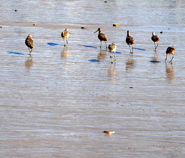 Bird Study, Pacific Coast Highway at Coastline Drive, Malibu, Thursday, January 20, 2011