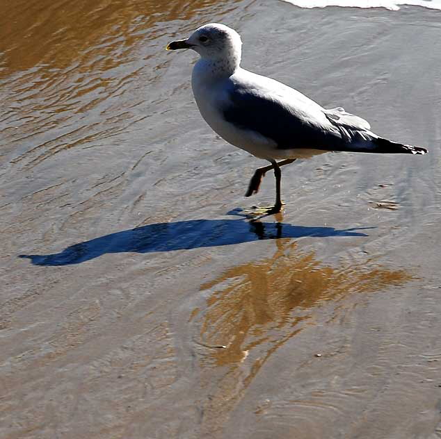 Bird Study, Pacific Coast Highway at Coastline Drive, Malibu, Thursday, January 20, 2011