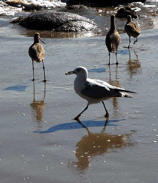 Bird Study, Pacific Coast Highway at Coastline Drive, Malibu, Thursday, January 20, 2011