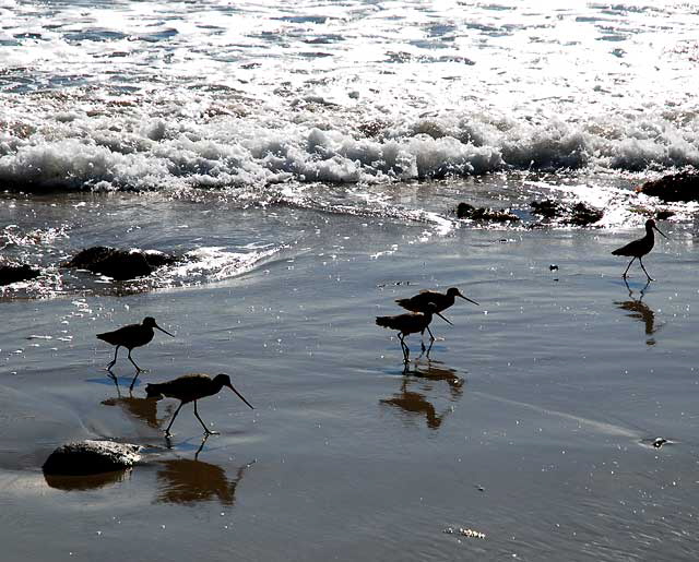 Bird Study, Pacific Coast Highway at Coastline Drive, Malibu, Thursday, January 20, 2011