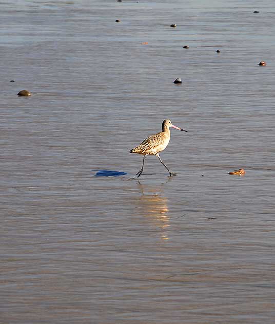 Bird Study, Pacific Coast Highway at Coastline Drive, Malibu, Thursday, January 20, 2011