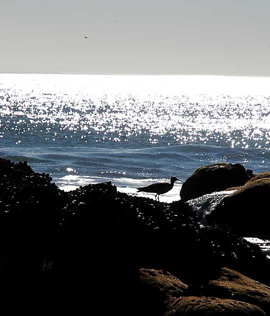 Bird Study, Pacific Coast Highway at Coastline Drive, Malibu, Thursday, January 20, 2011