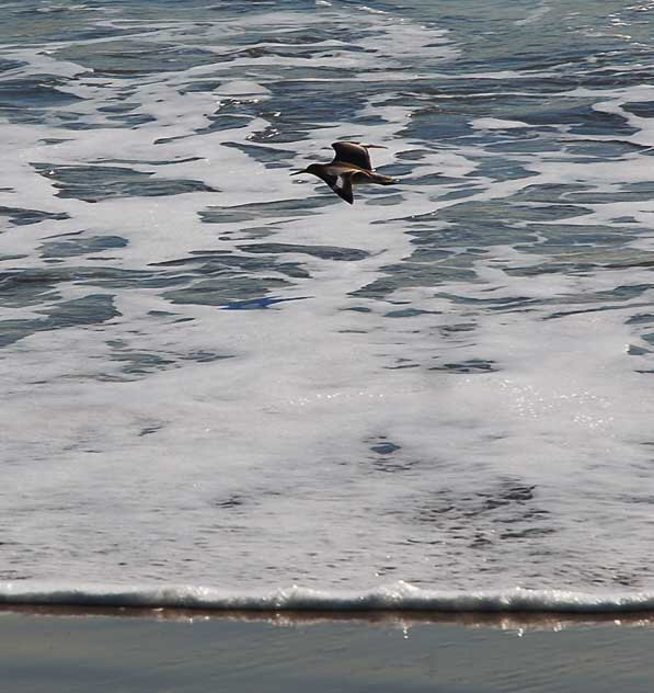 Bird Study, Pacific Coast Highway at Coastline Drive, Malibu, Thursday, January 20, 2011