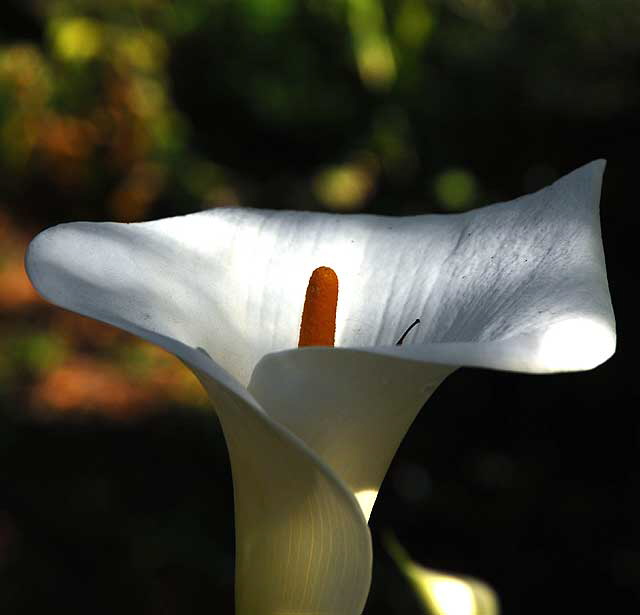 Calla Lily 