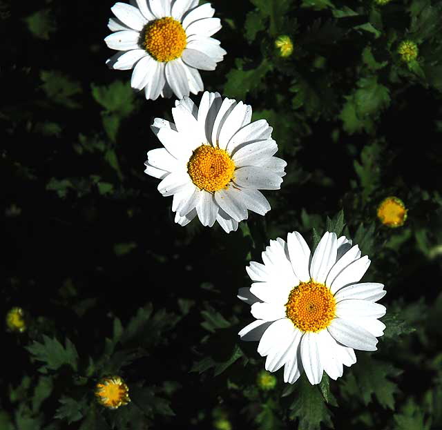 Daisies 