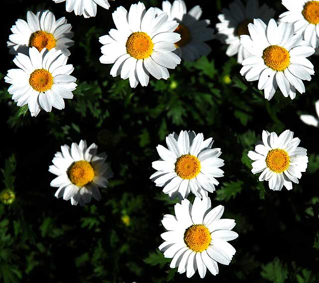 Daisies 