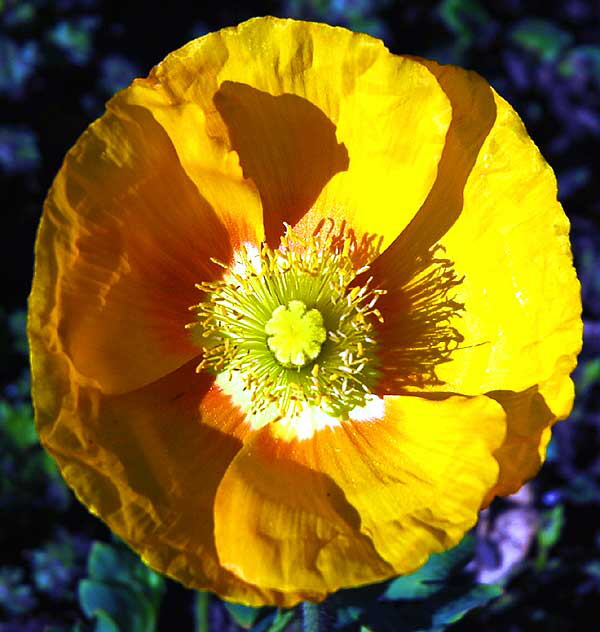 California Poppy