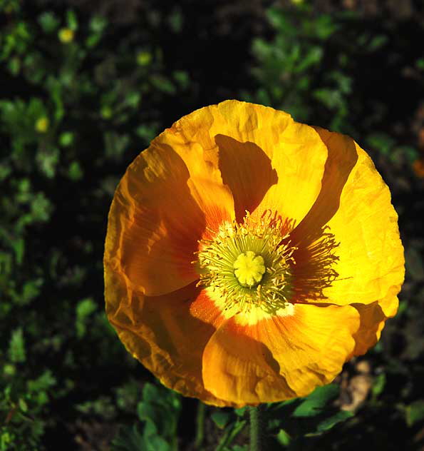 California Poppy