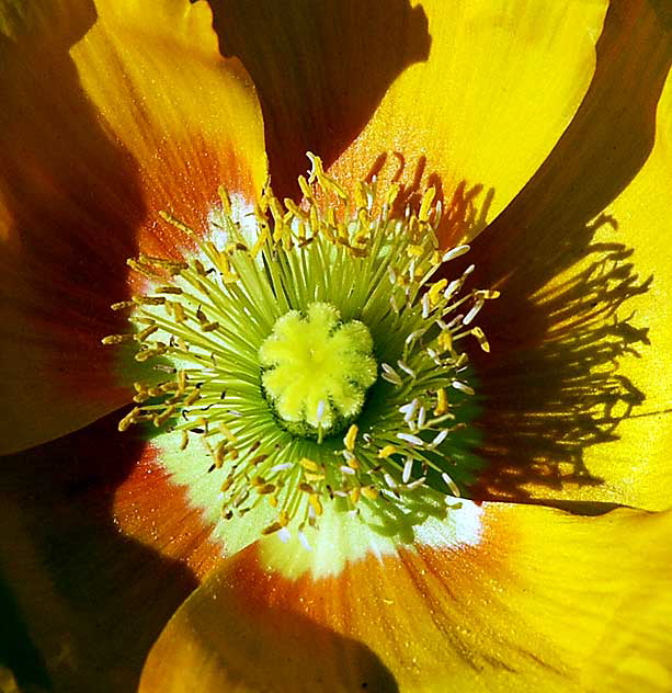 California Poppy