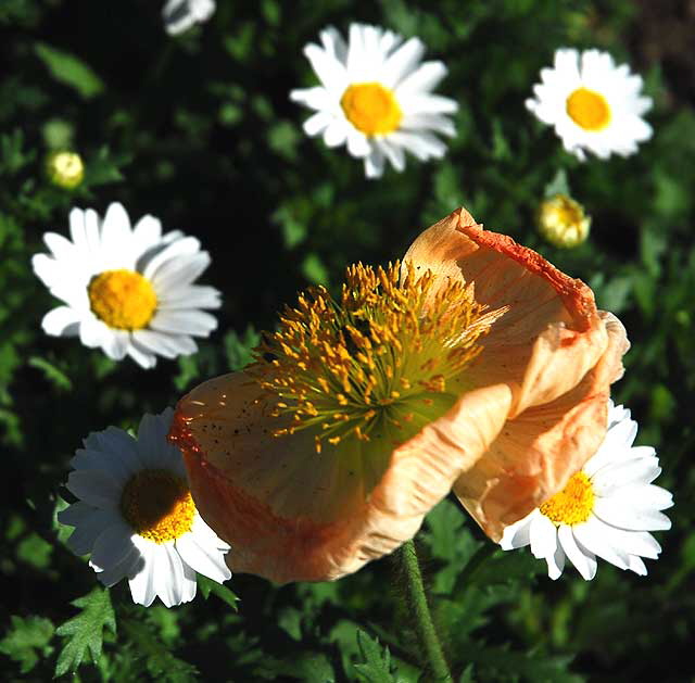 California Poppy