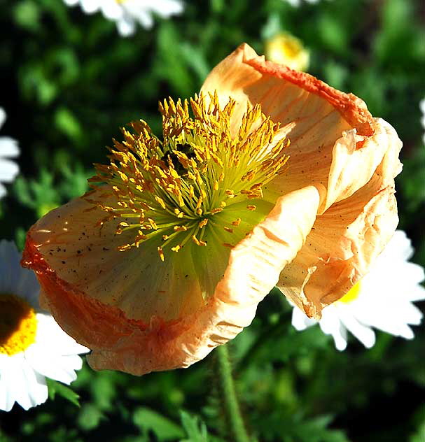 California Poppy