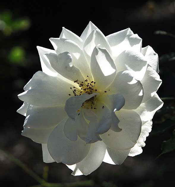 Backlit White Rose