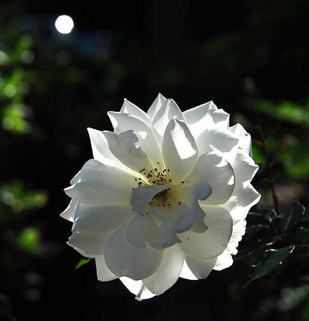 Backlit White Rose