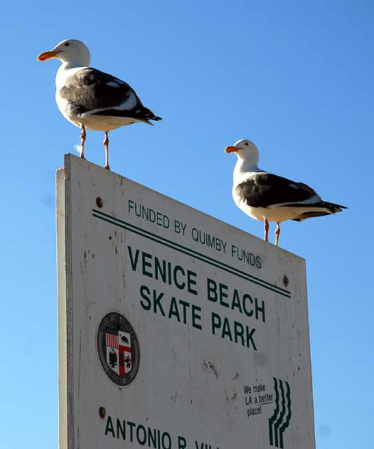Gulls, Venice Beach Skate Park 