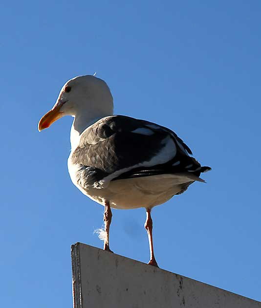 Gull, Venice Beach Skate Park 