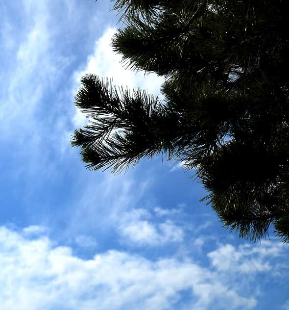 The George Harrison Tree at the Griffith Park Observatory