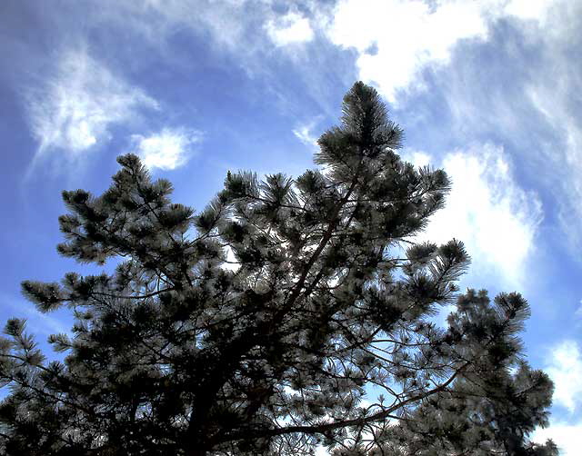 The George Harrison Tree at the Griffith Park Observatory