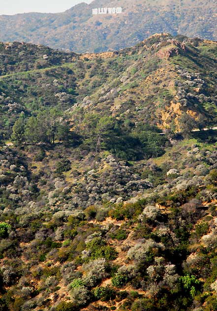 The Hollywood Sign, Wednesday, January 26, 2011