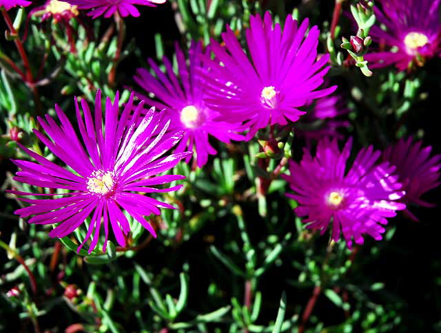 In the gardens of the Crossroads of the World on Sunset Boulevard, Saturday, January 29, 2011