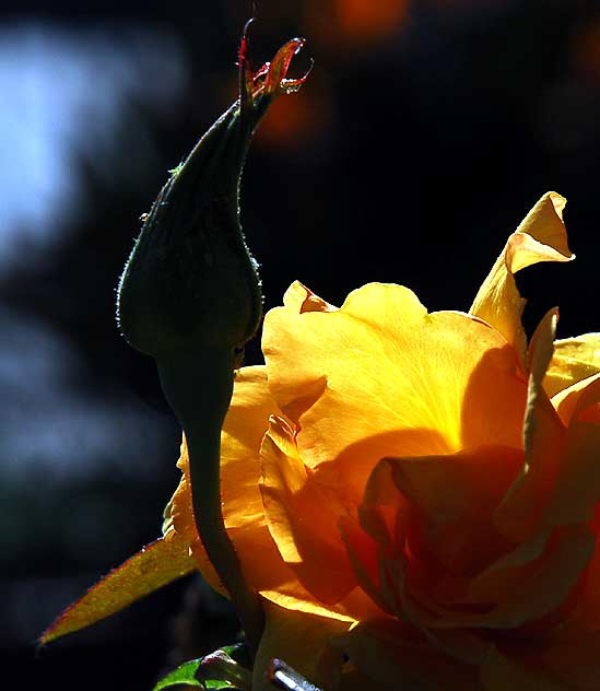 In the gardens of the Crossroads of the World on Sunset Boulevard, Saturday, January 29, 2011