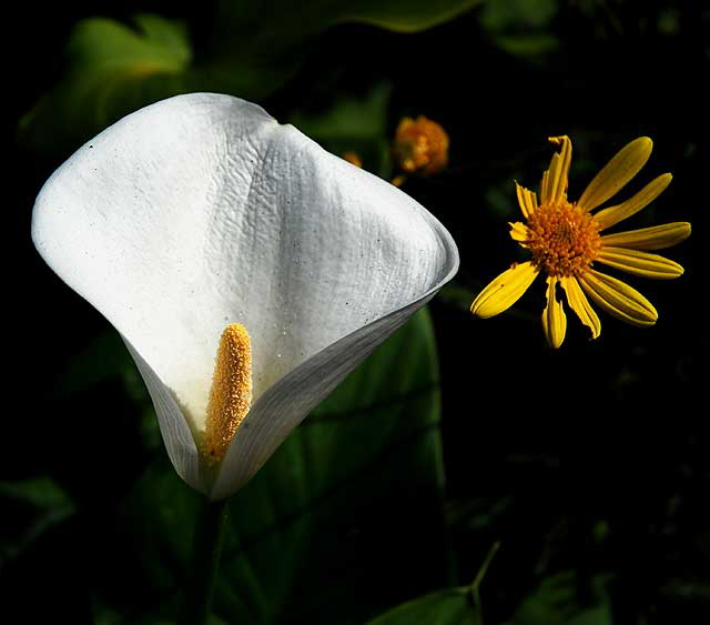 Calla Lily