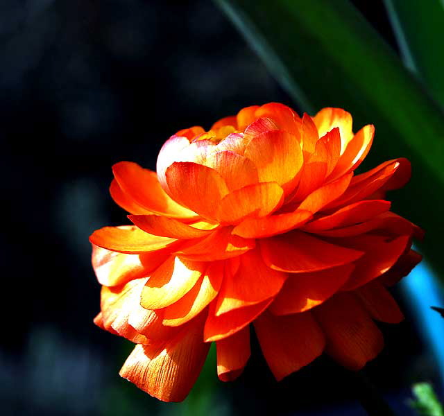 In bloom, Saturday, February 5, 2011, San Vicente Boulevard, West Hollywood