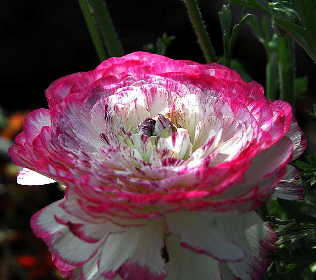 In bloom, Saturday, February 5, 2011, San Vicente Boulevard, West Hollywood