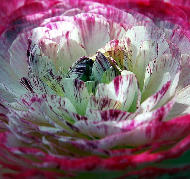 In bloom, Saturday, February 5, 2011, San Vicente Boulevard, West Hollywood