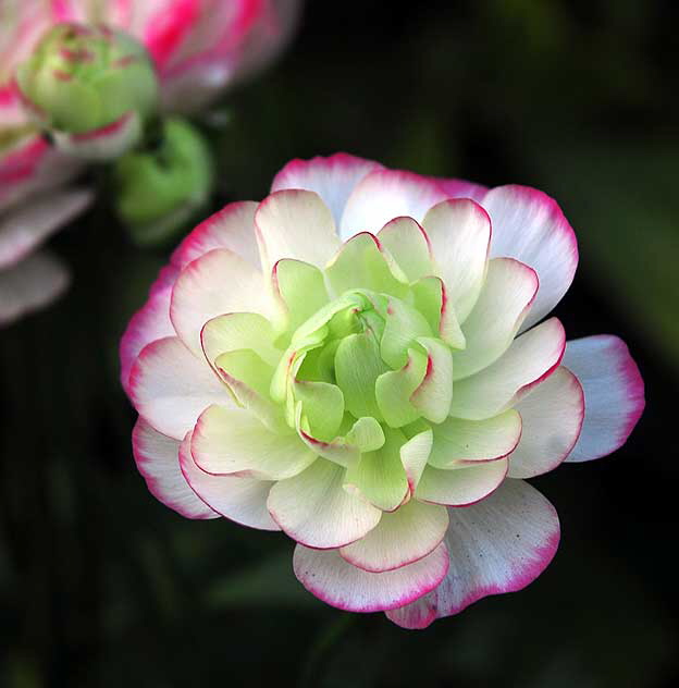 In bloom, Saturday, February 5, 2011, San Vicente Boulevard, West Hollywood