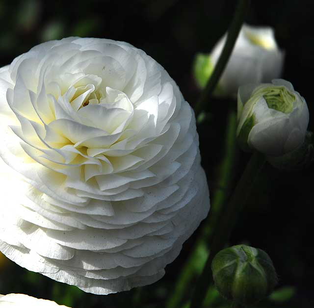 In bloom, Saturday, February 5, 2011, San Vicente Boulevard, West Hollywood