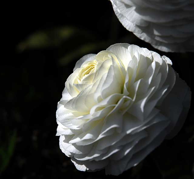 In bloom, Saturday, February 5, 2011, San Vicente Boulevard, West Hollywood