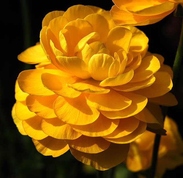 In bloom, Saturday, February 5, 2011, San Vicente Boulevard, West Hollywood