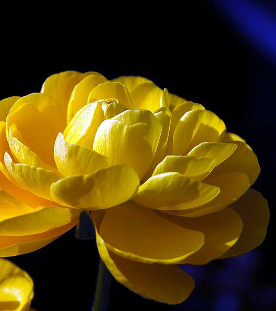 In bloom, Saturday, February 5, 2011, San Vicente Boulevard, West Hollywood