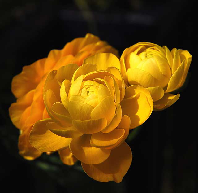 In bloom, Saturday, February 5, 2011, San Vicente Boulevard, West Hollywood