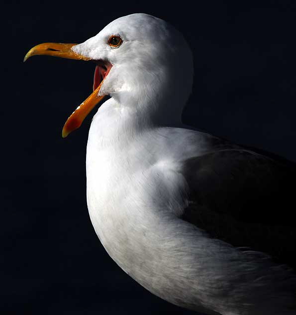 Gull at the Venice Beach Pier, Wednesday, February 9, 2011