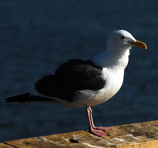 Gull at the Venice Beach Pier, Wednesday, February 9, 2011