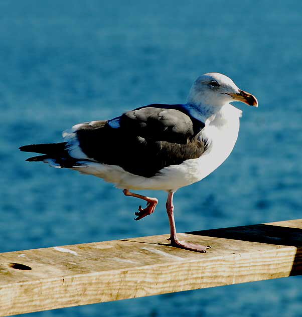Gull at the Venice Beach Pier, Wednesday, February 9, 2011