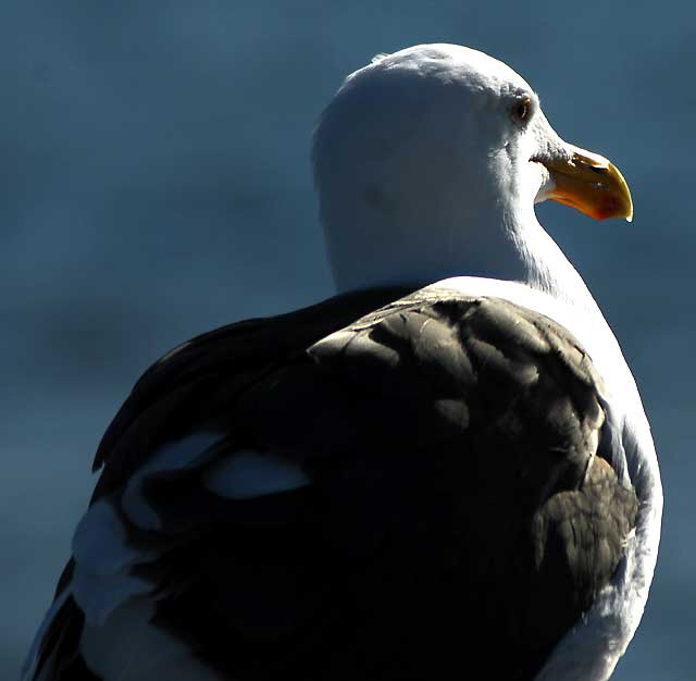 Gull at the Venice Beach Pier, Wednesday, February 9, 2011