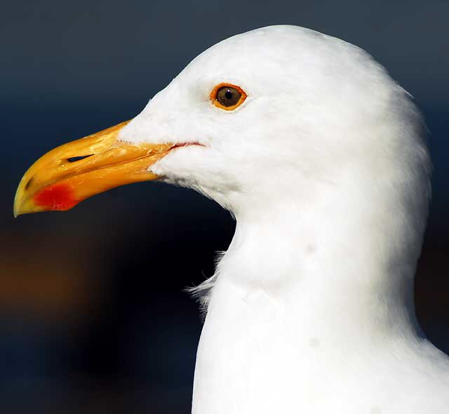 Gull at the Venice Beach Pier, Wednesday, February 9, 2011