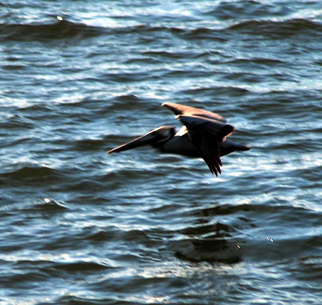 California Brown Pelican in Flight 