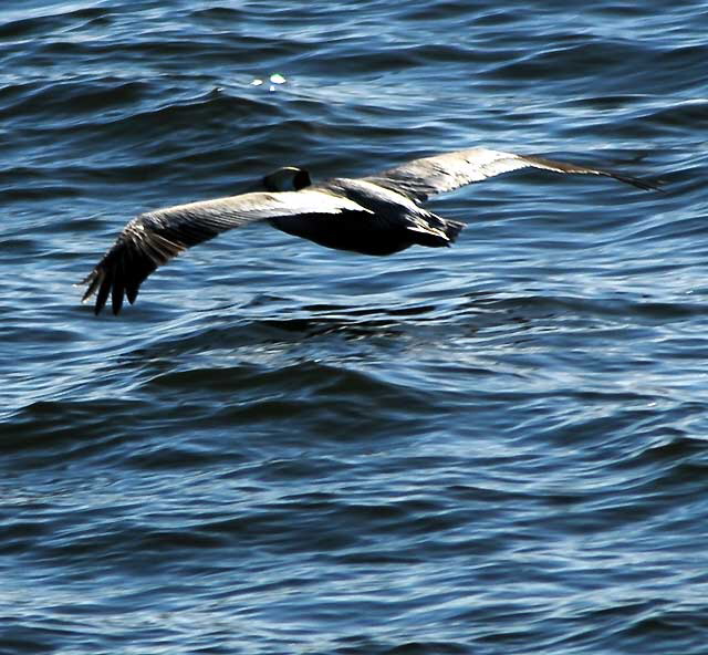 California Brown Pelican in Flight 