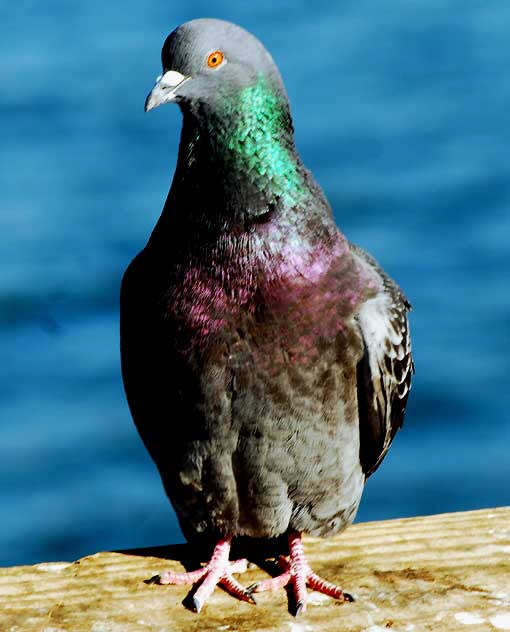 Pigeon at the Venice Beach Pier, Wednesday, February 9, 2011