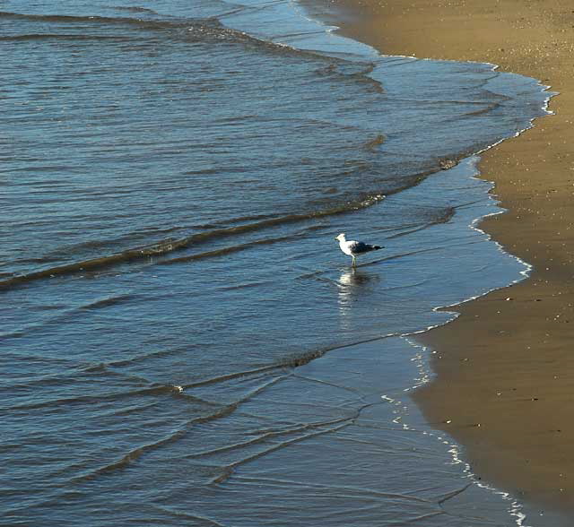 Gull at the Venice Beach Pier, Wednesday, February 9, 2011